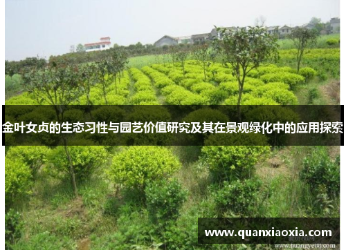 金叶女贞的生态习性与园艺价值研究及其在景观绿化中的应用探索